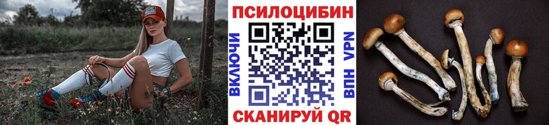 Галлюциногенные грибы Psilocybe  как найти закладки  Торжок 